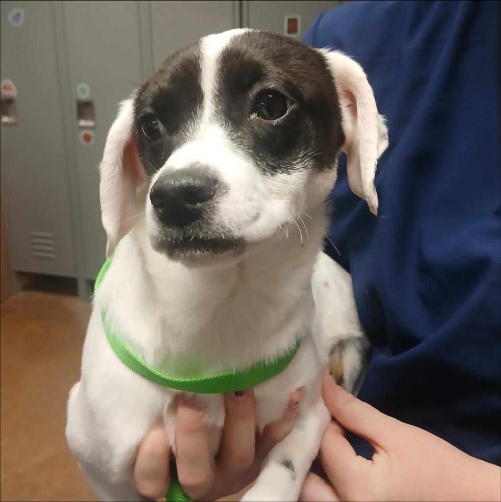 Beema, Adoptable, Puppy Female Chihuahua & Dachshund.