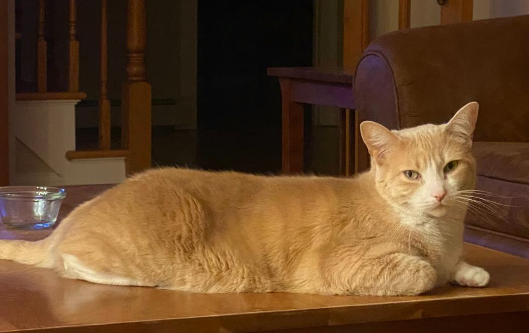 Enlarge Daisy, a Adoptable Domestic Short Hair in Newburgh, NY image 3/6