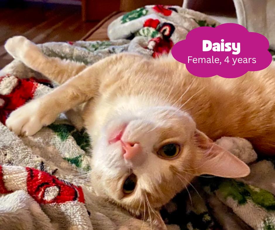 Daisy, Adoptable, Adult Female Domestic Short Hair.