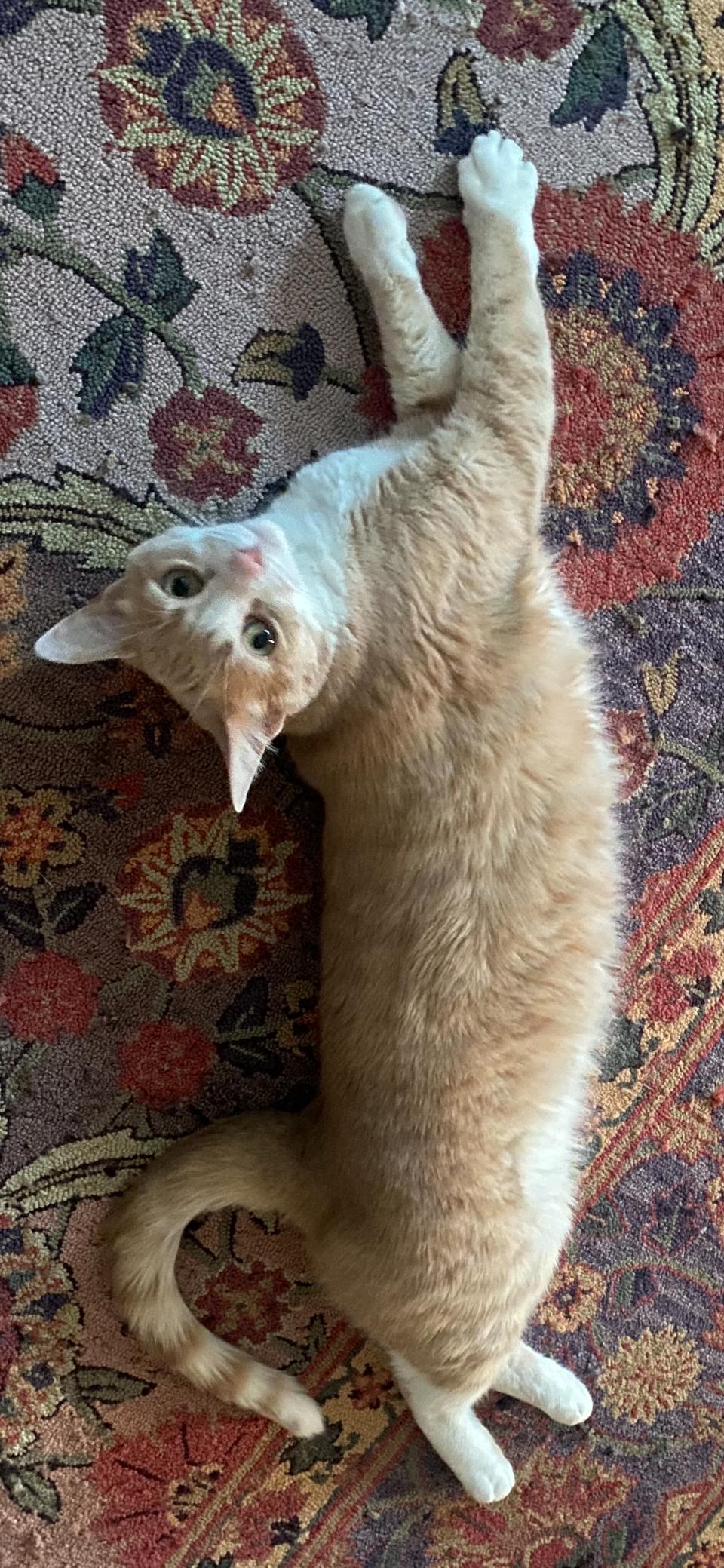 Enlarge Daisy, a Adoptable Domestic Short Hair in Newburgh, NY image 2/6