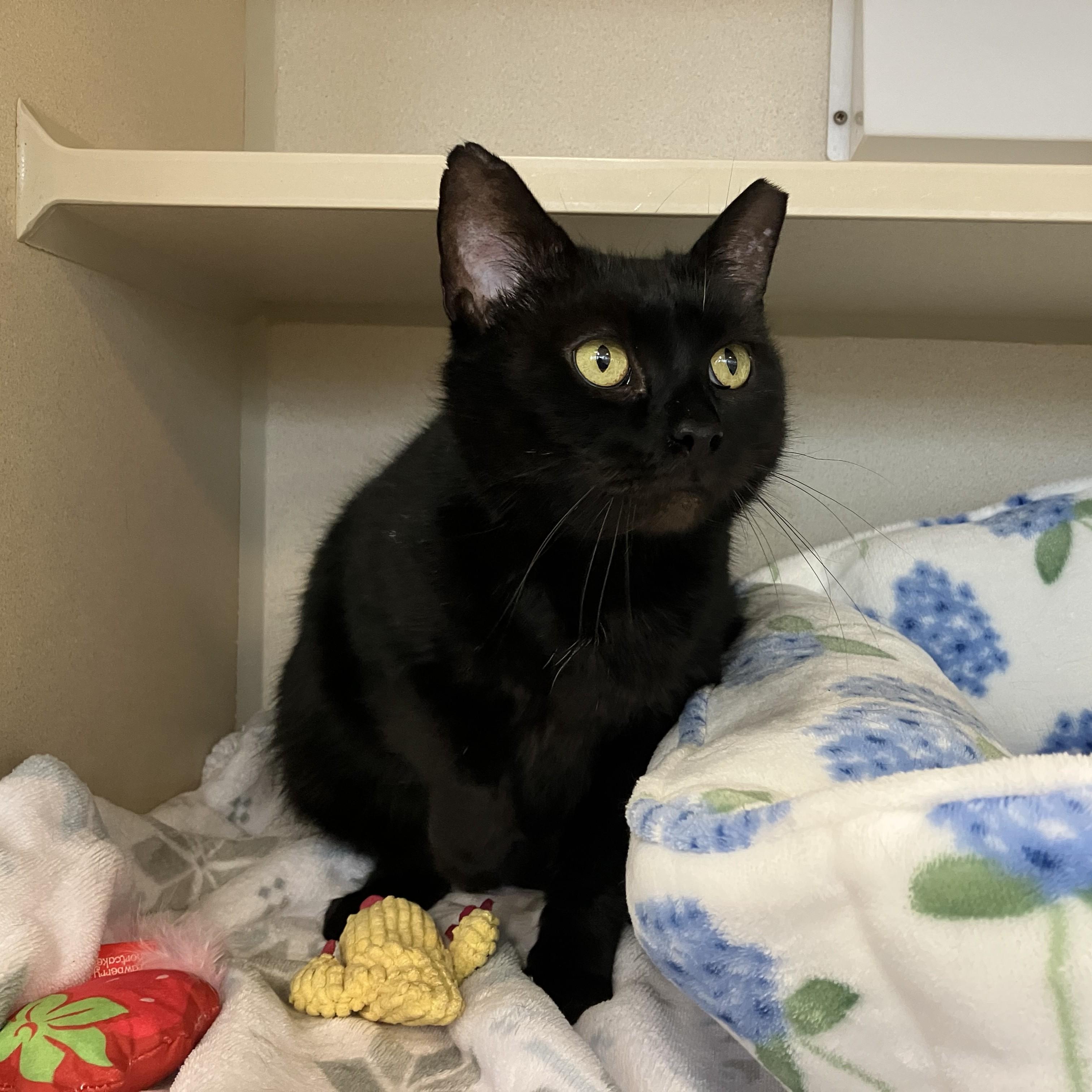 Enlarge Lilith, an adopted Domestic Short Hair in Eatontown, NJ image 3/4