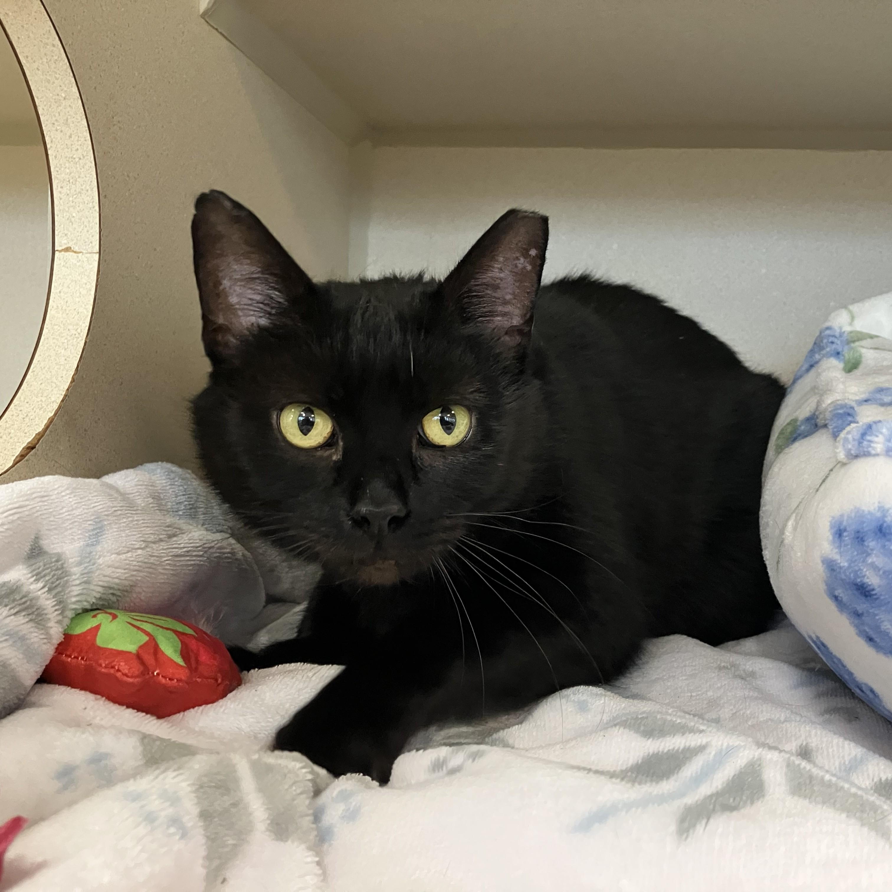 Lilith, adopted, Young Female Domestic Short Hair.