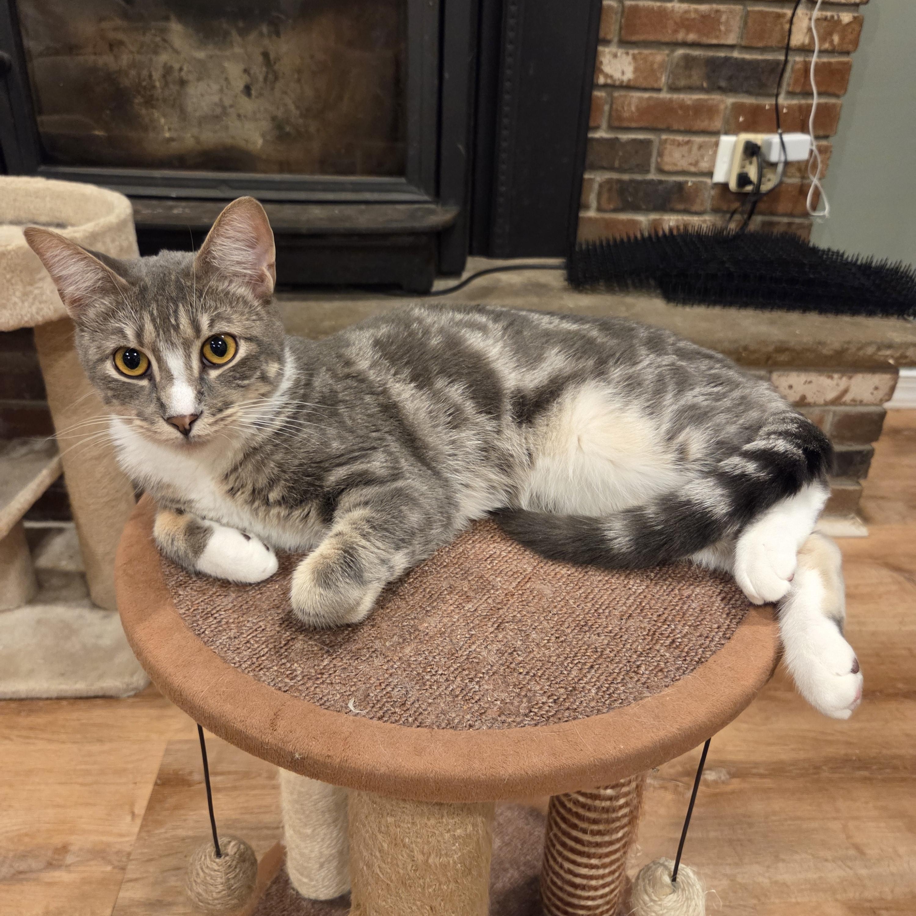 Achilles , ADOPTABLE, Adult Male Tabby.