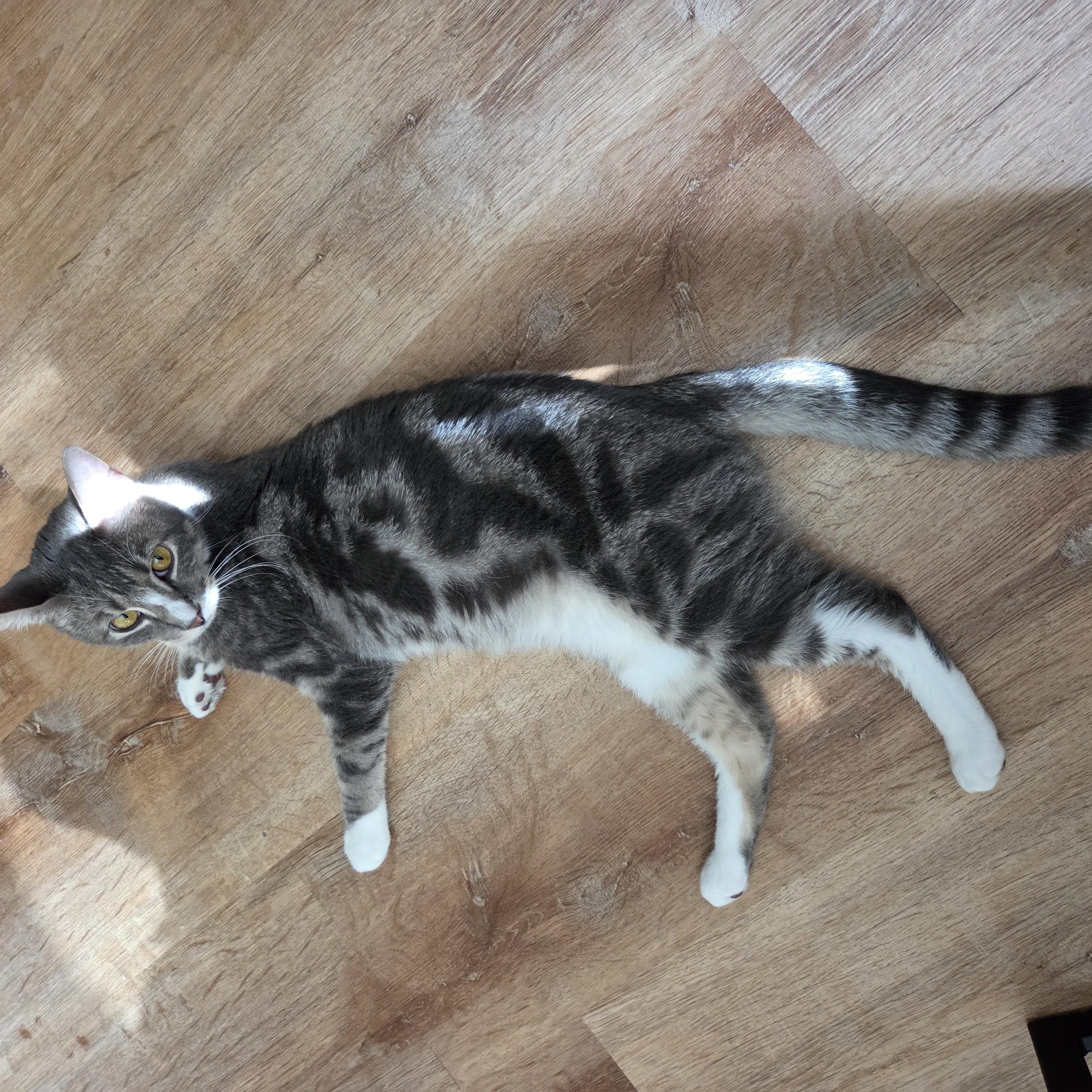 Enlarge Achilles , a ADOPTABLE mixed breed in Palisades Park, NJ image 4/5