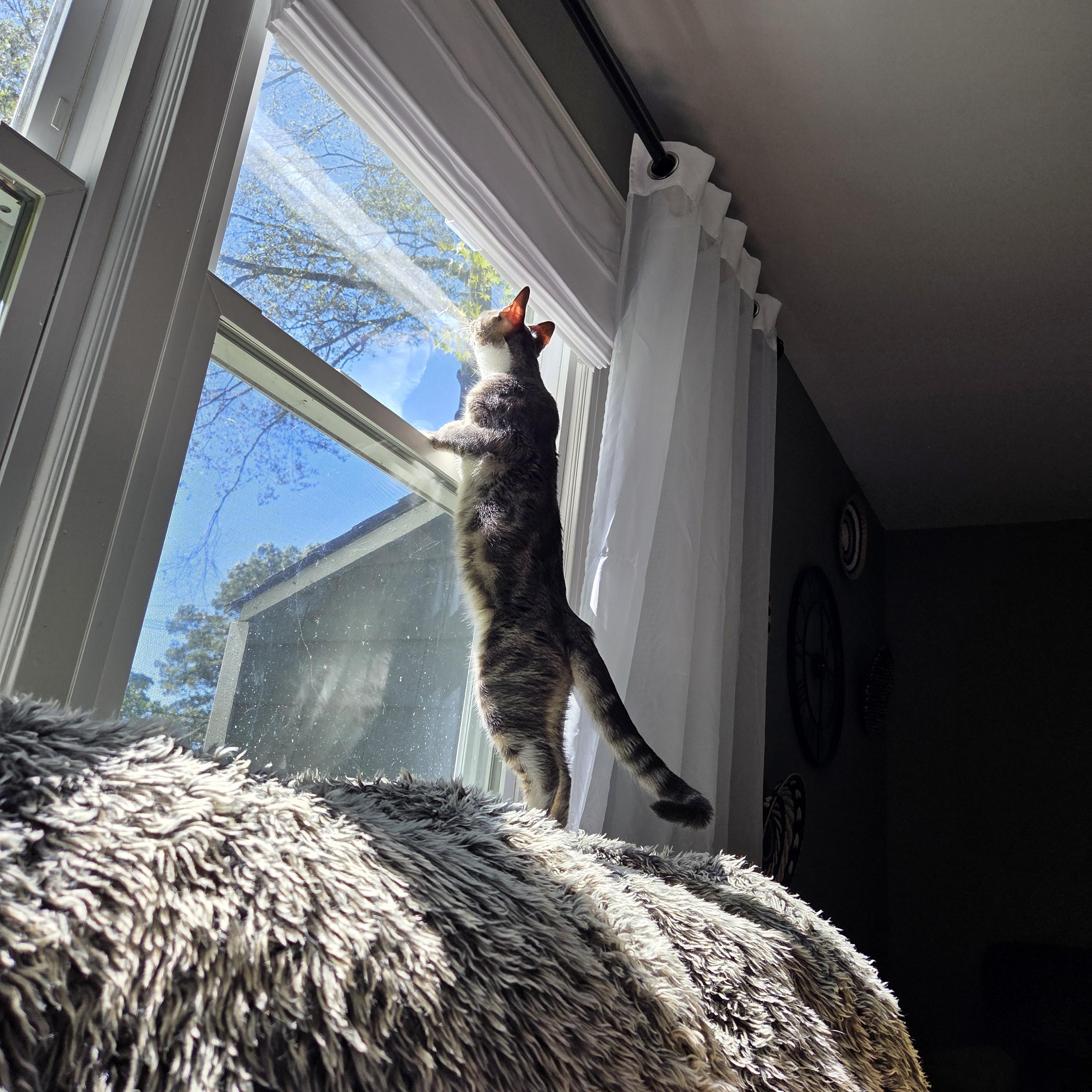 Enlarge Achilles , a ADOPTABLE mixed breed in Palisades Park, NJ image 2/5