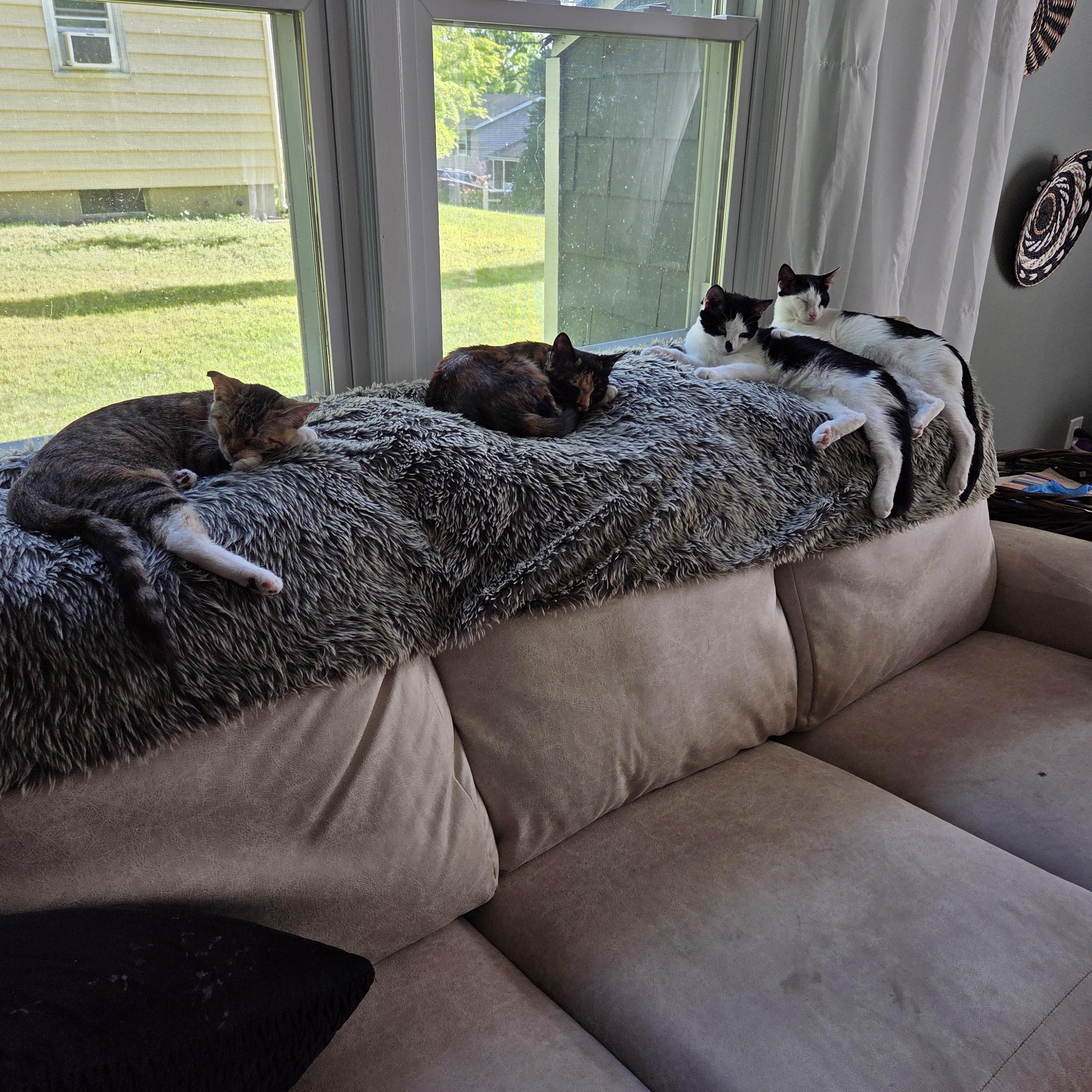 Enlarge Achilles , a ADOPTABLE mixed breed in Palisades Park, NJ image 5/5