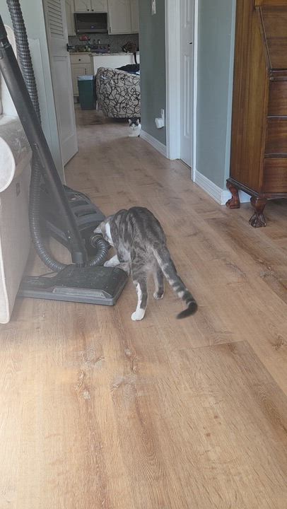 Enlarge Achilles , a ADOPTABLE mixed breed in Palisades Park, NJ video 3/5