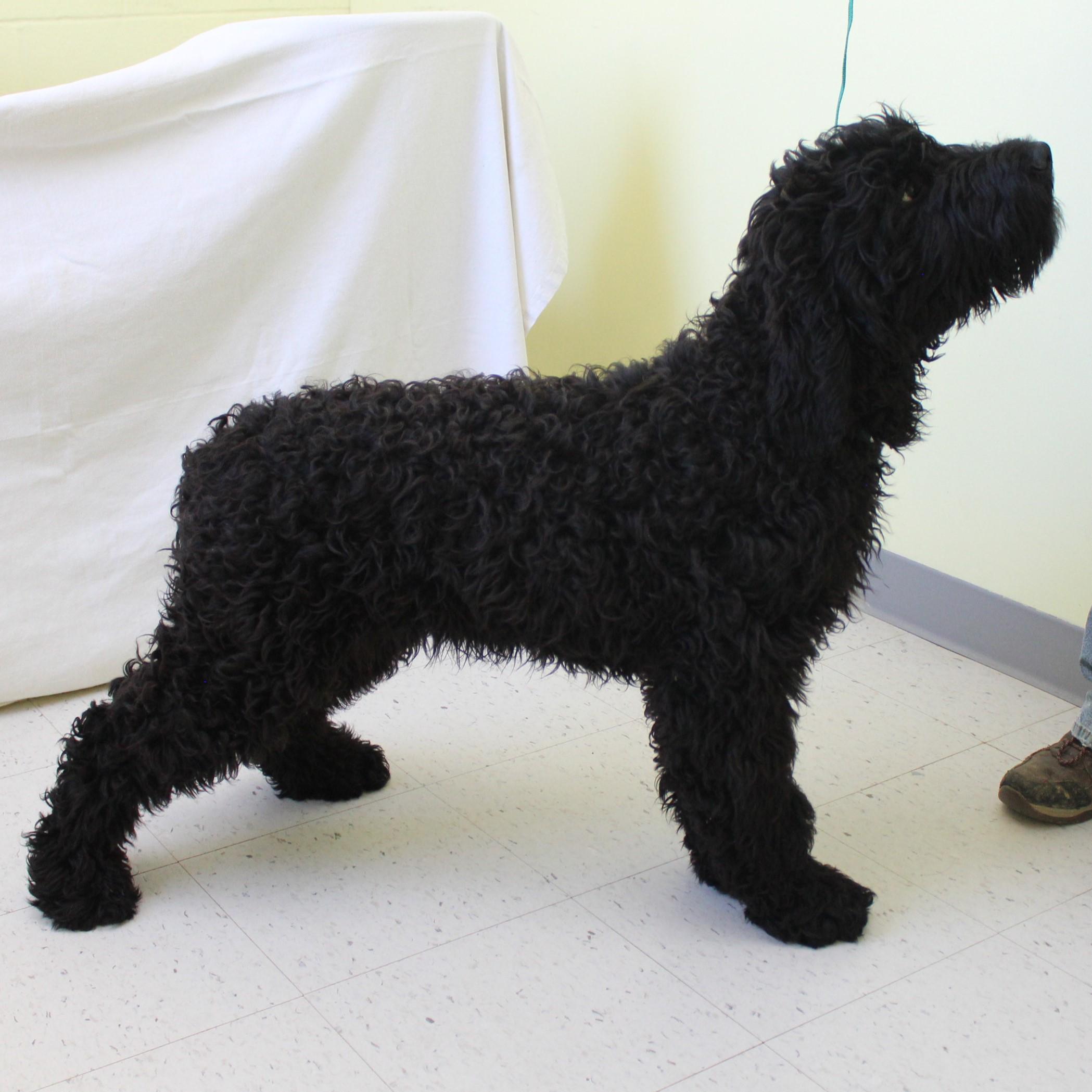 Acorn, an adopted Goldendoodle in Eaton, OH image 4/6