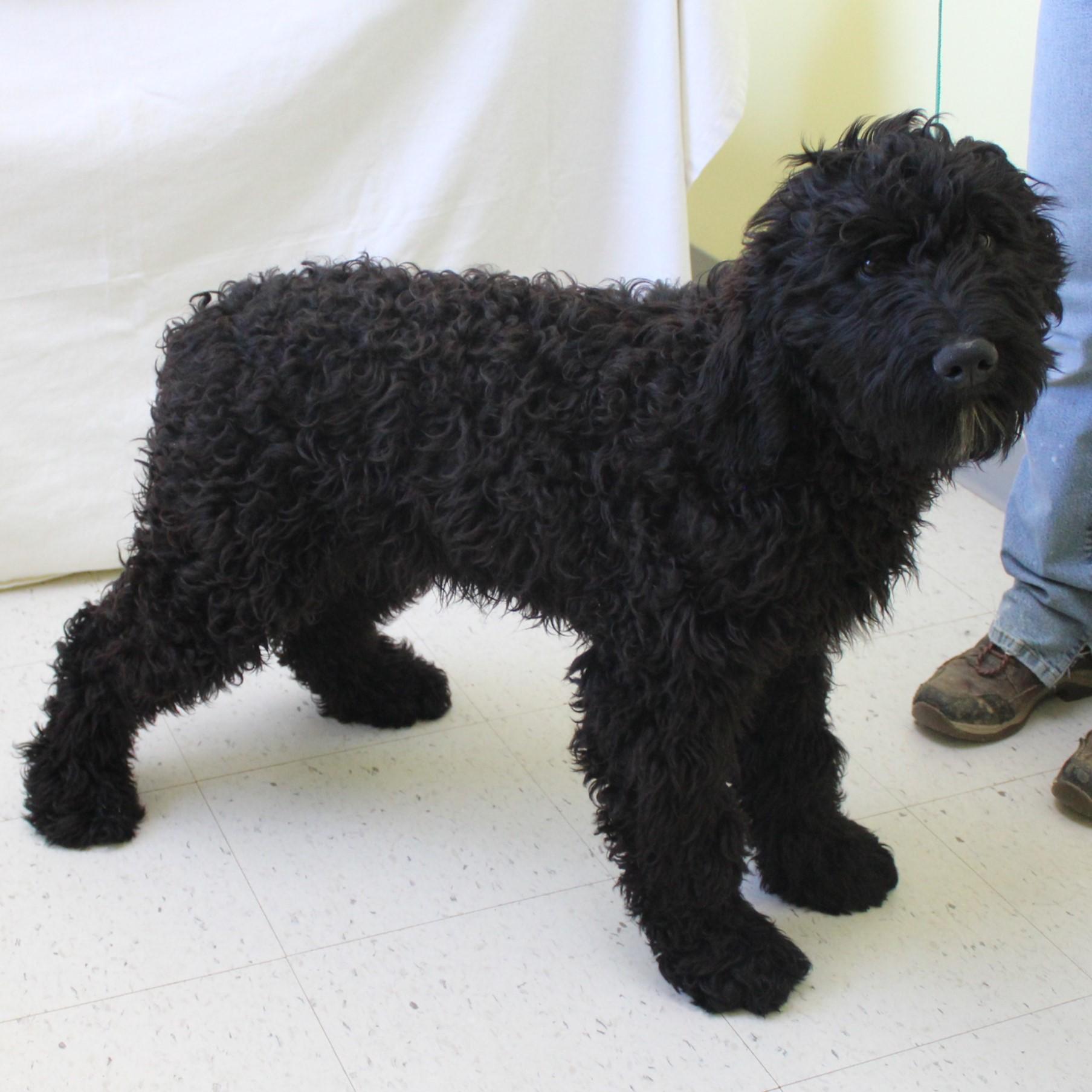 Acorn, an adopted Goldendoodle in Eaton, OH image 6/6