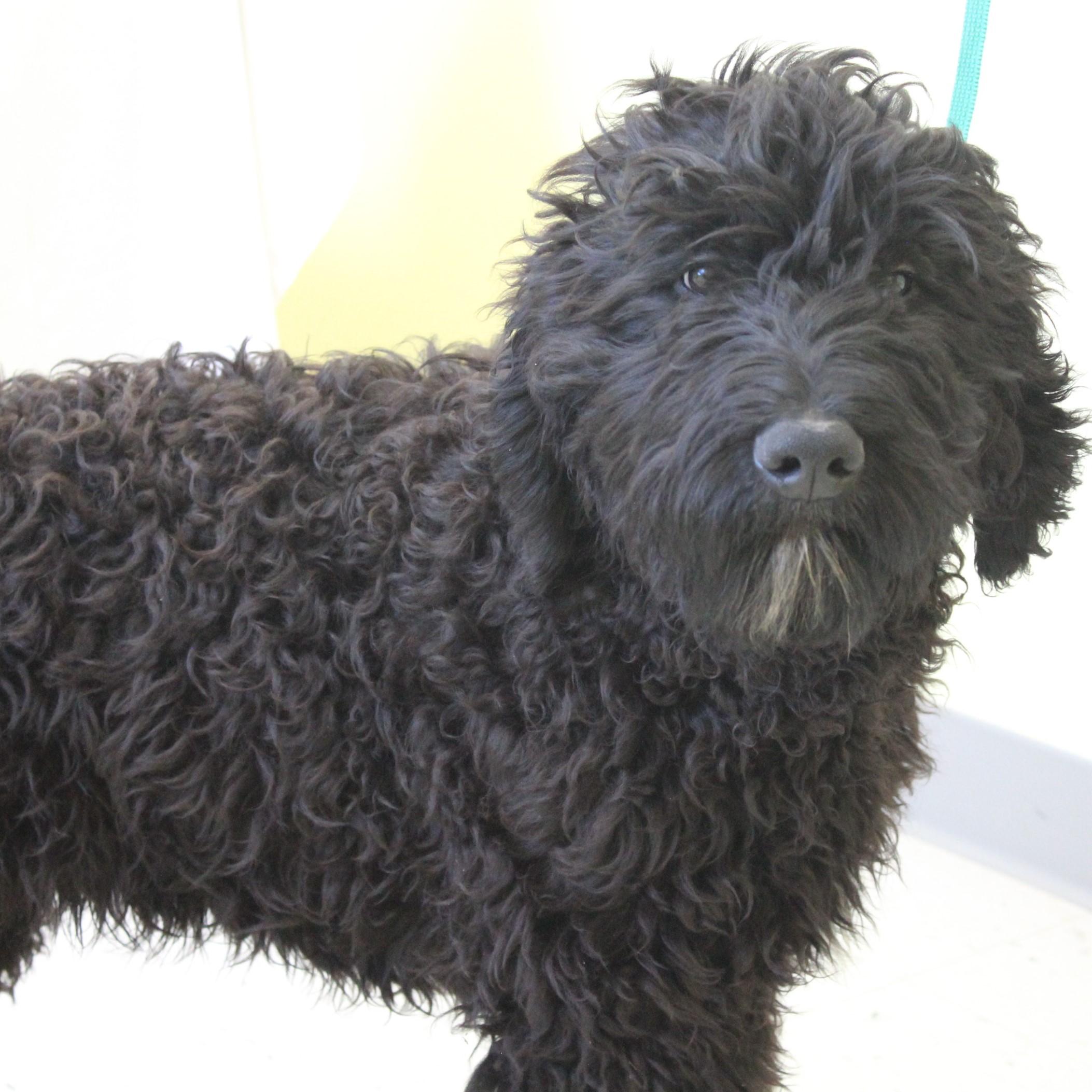 Acorn, an adopted Goldendoodle in Eaton, OH image 3/6