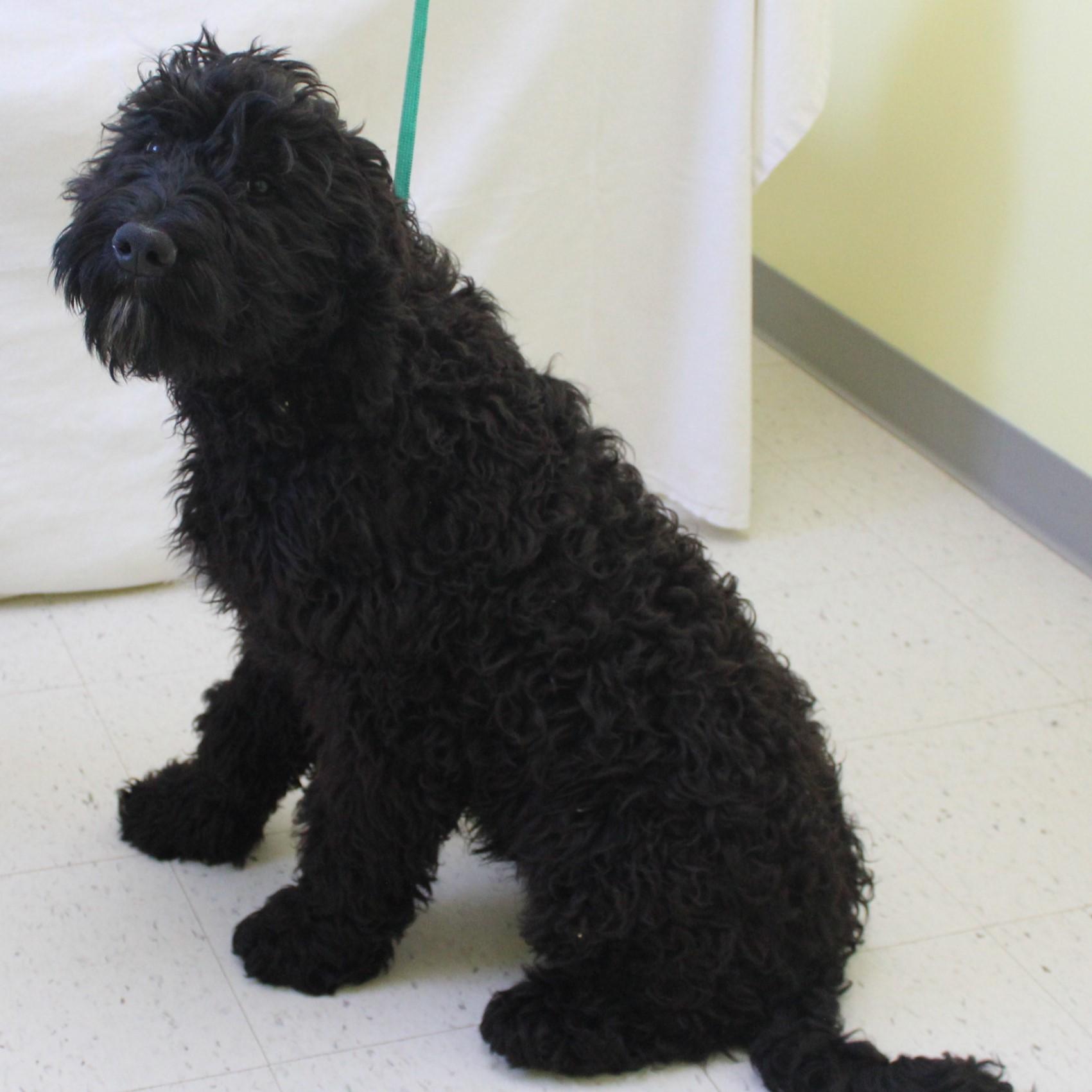 Acorn, an adopted Goldendoodle in Eaton, OH image 2/6