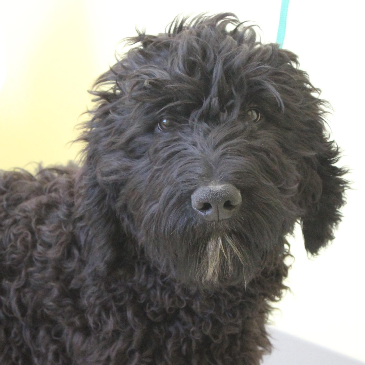 Acorn, adopted, Young Male Goldendoodle.