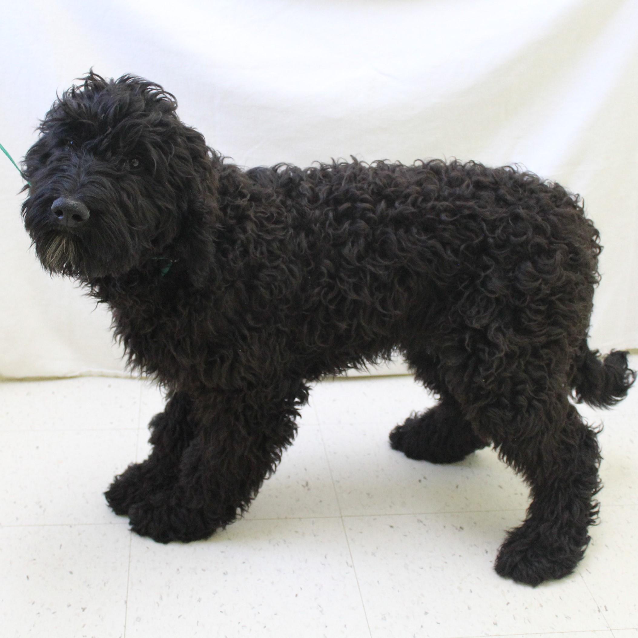 Acorn, an adopted Goldendoodle in Eaton, OH image 5/6