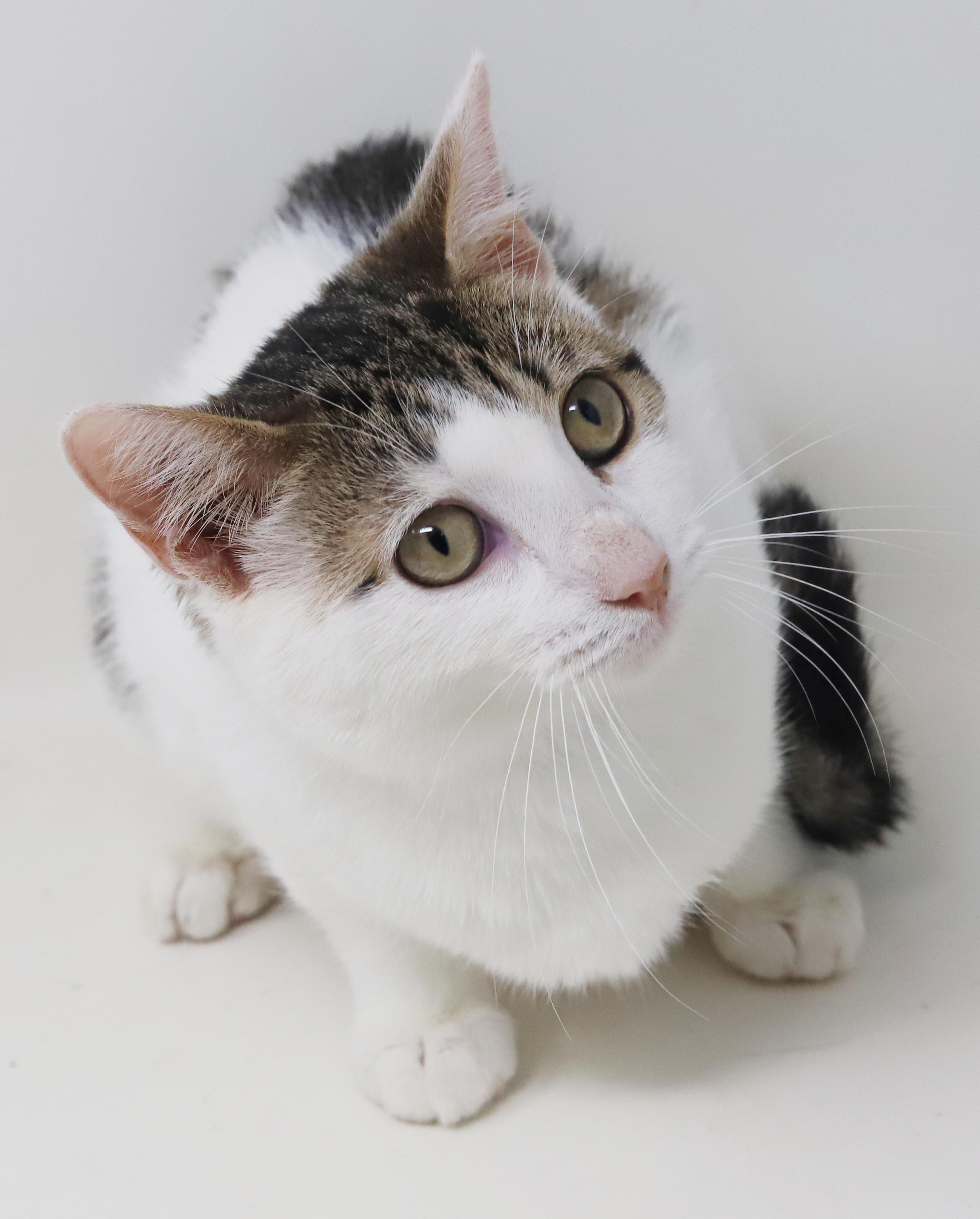 Enlarge Audrey Hepburn is a classic lover - gorgeous plush soft AMAZING - OLD ENOUGH TO GO SOLO, a Adoptable mixed breed in Bedford Hills, NY image 4/6