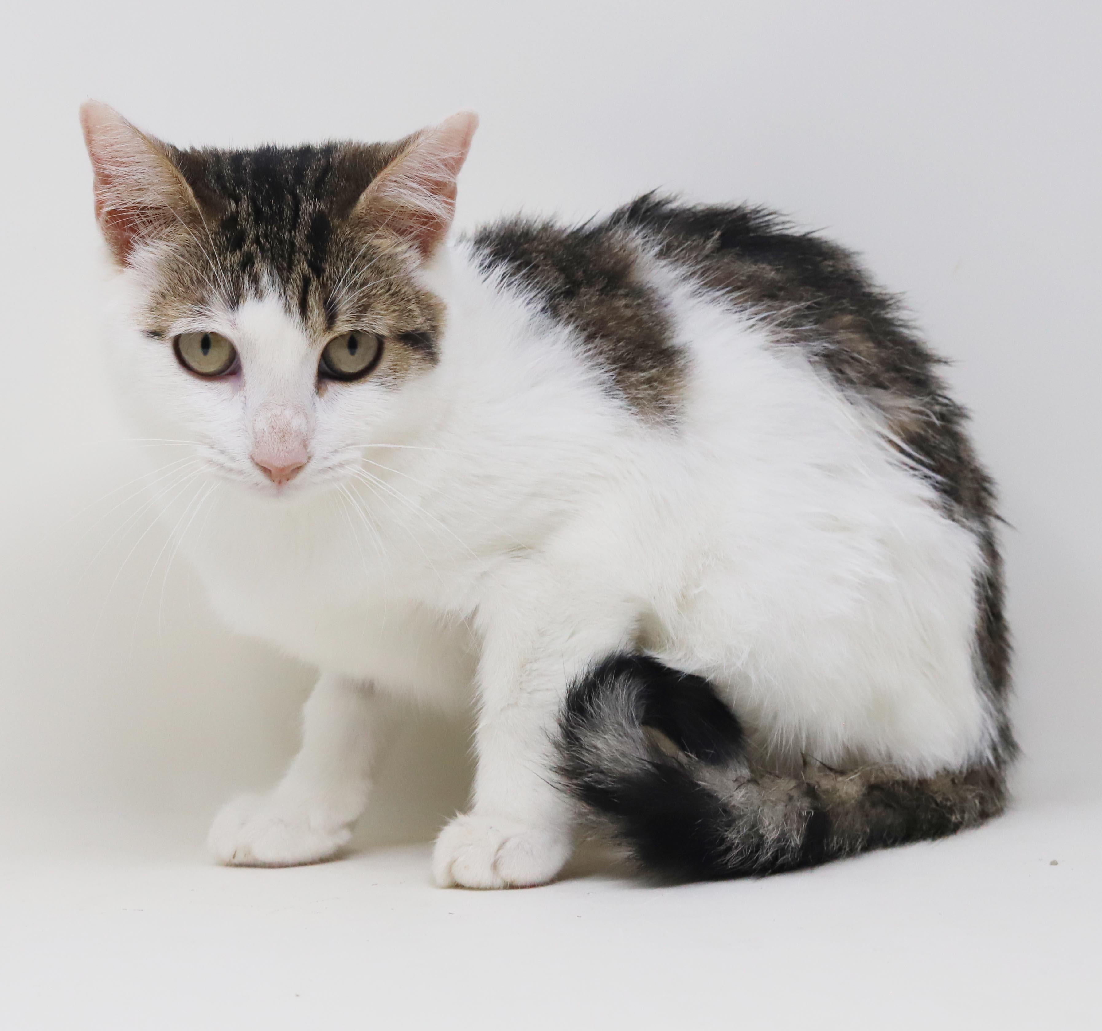 Enlarge Audrey Hepburn is a classic lover - gorgeous plush soft AMAZING - OLD ENOUGH TO GO SOLO, a Adoptable mixed breed in Bedford Hills, NY image 2/6