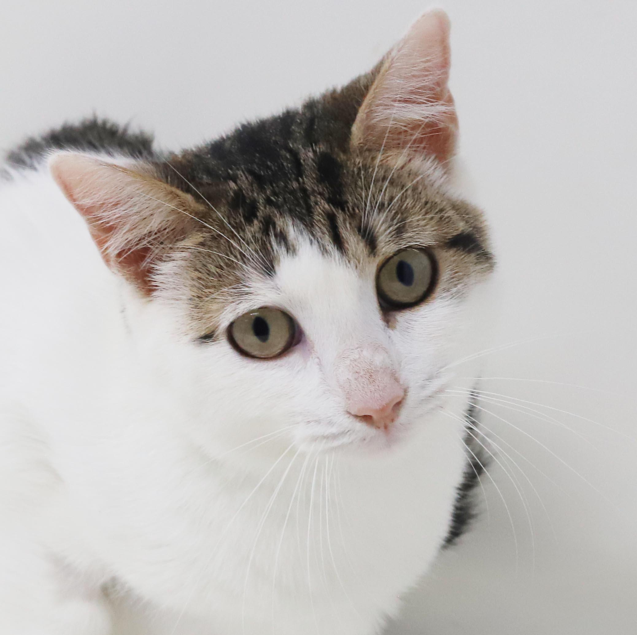 Enlarge Audrey Hepburn is a classic lover - gorgeous plush soft AMAZING - OLD ENOUGH TO GO SOLO, a Adoptable mixed breed in Bedford Hills, NY image 1/6