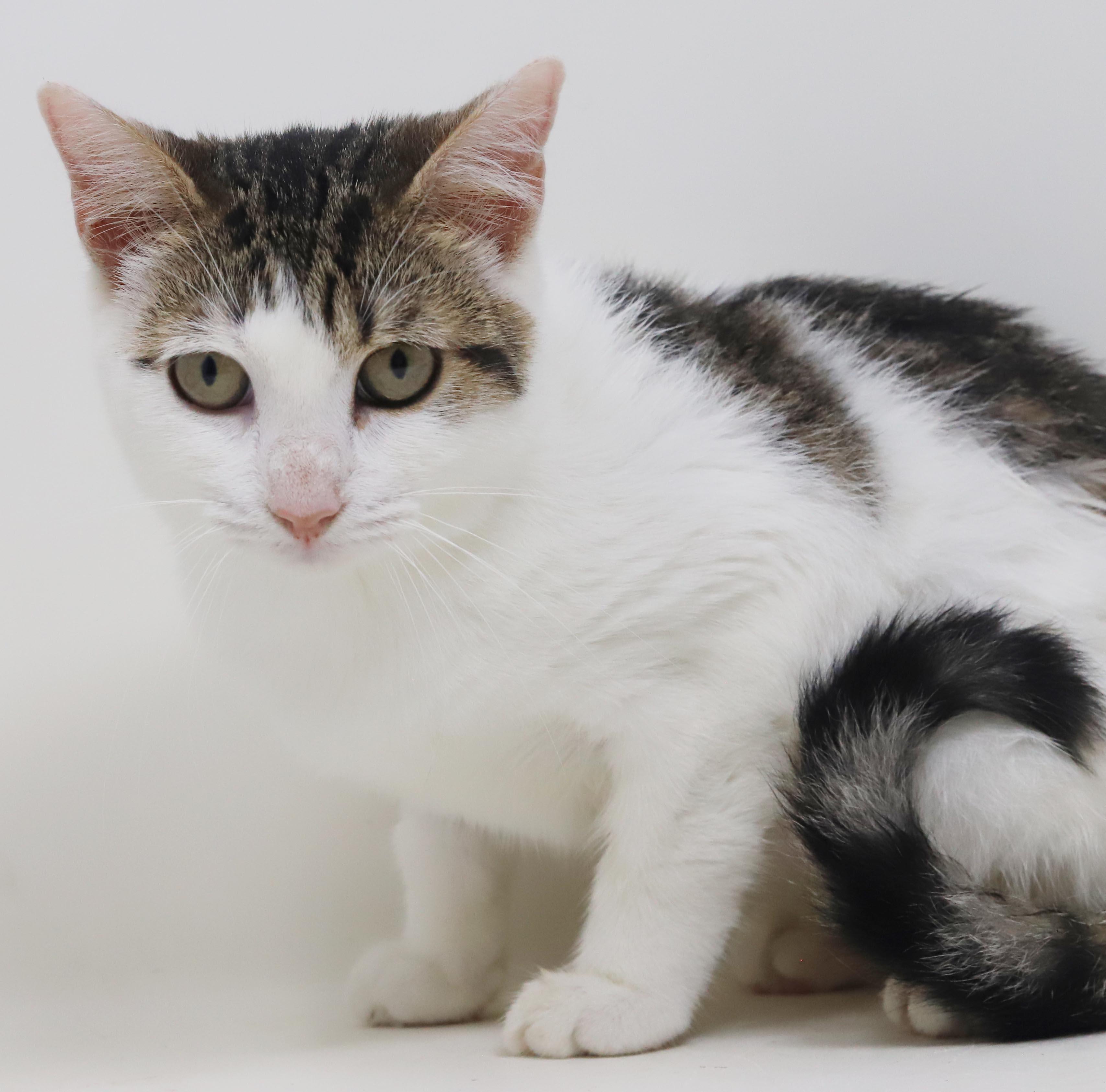 Enlarge Audrey Hepburn is a classic lover - gorgeous plush soft AMAZING - OLD ENOUGH TO GO SOLO, a Adoptable mixed breed in Bedford Hills, NY image 6/6
