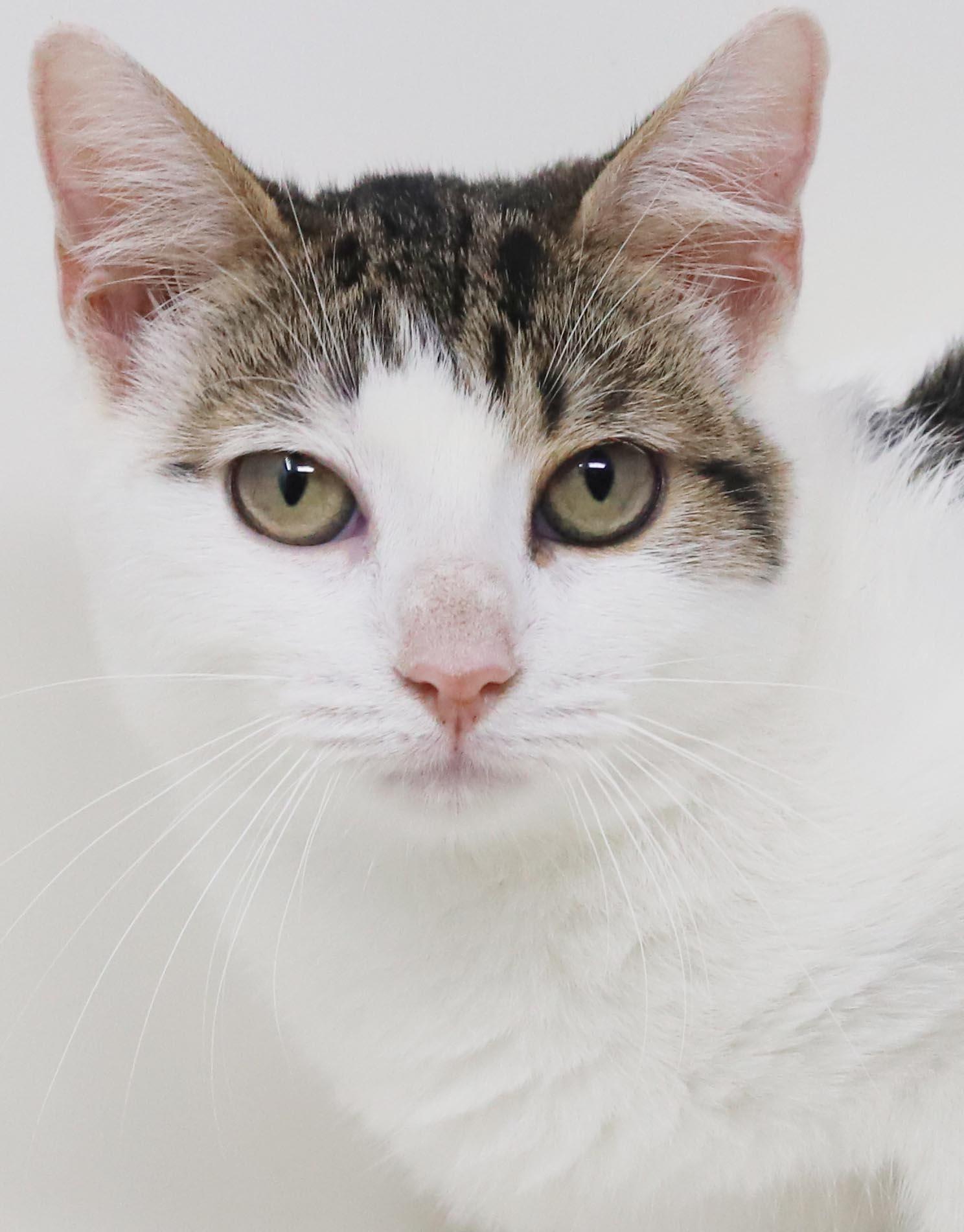 Enlarge Audrey Hepburn is a classic lover - gorgeous plush soft AMAZING - OLD ENOUGH TO GO SOLO, a Adoptable mixed breed in Bedford Hills, NY image 5/6