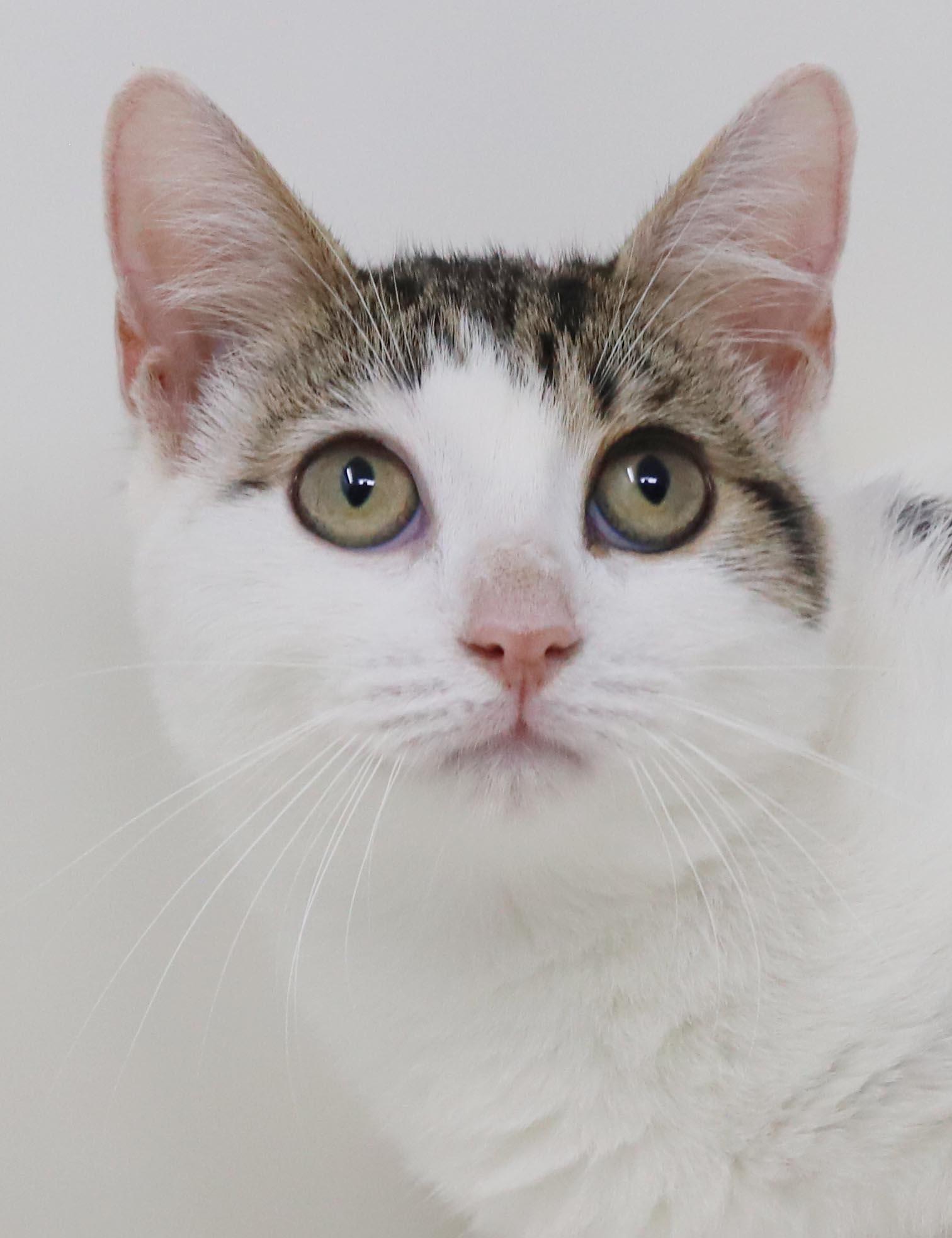 Enlarge Audrey Hepburn is a classic lover - gorgeous plush soft AMAZING - OLD ENOUGH TO GO SOLO, a Adoptable mixed breed in Bedford Hills, NY image 3/6