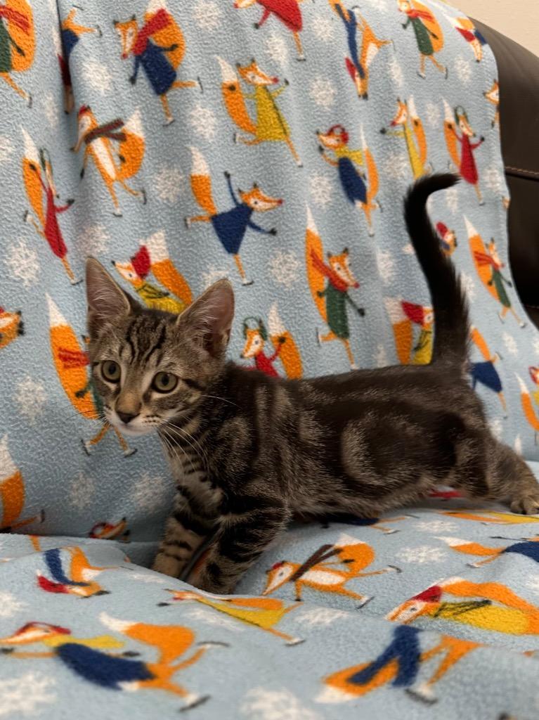Jean-Luc, Adoptable, Kitten Male Domestic Short Hair.