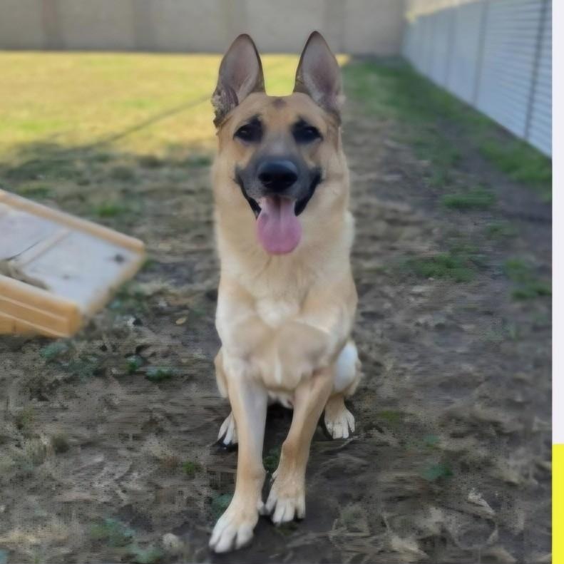 Enlarge Koda - Awesome GSD Looking for Forever Home, a Adoptable German Shepherd Dog in Seattle, WA image 2/6