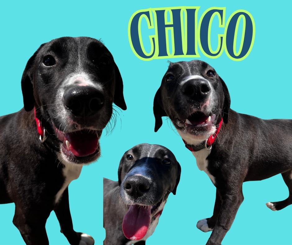 Enlarge Chico, a Adoptable mixed breed in Kingsport, TN image 1/1