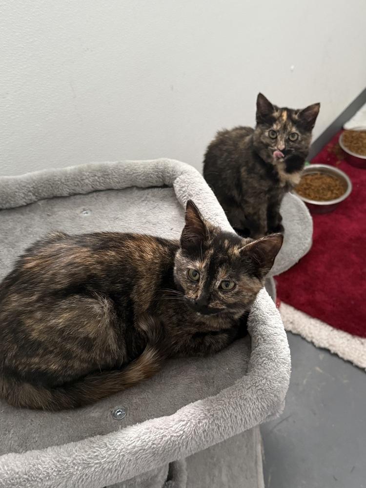 Mirabel, Adoptable, Kitten Female Domestic Short Hair.