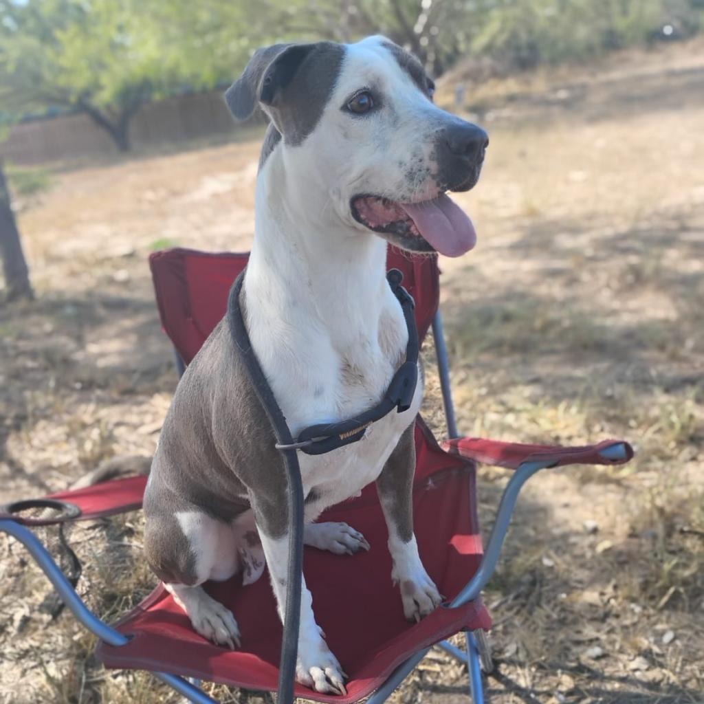 Peppa, Adoptable, Adult Female Pit Bull Terrier.