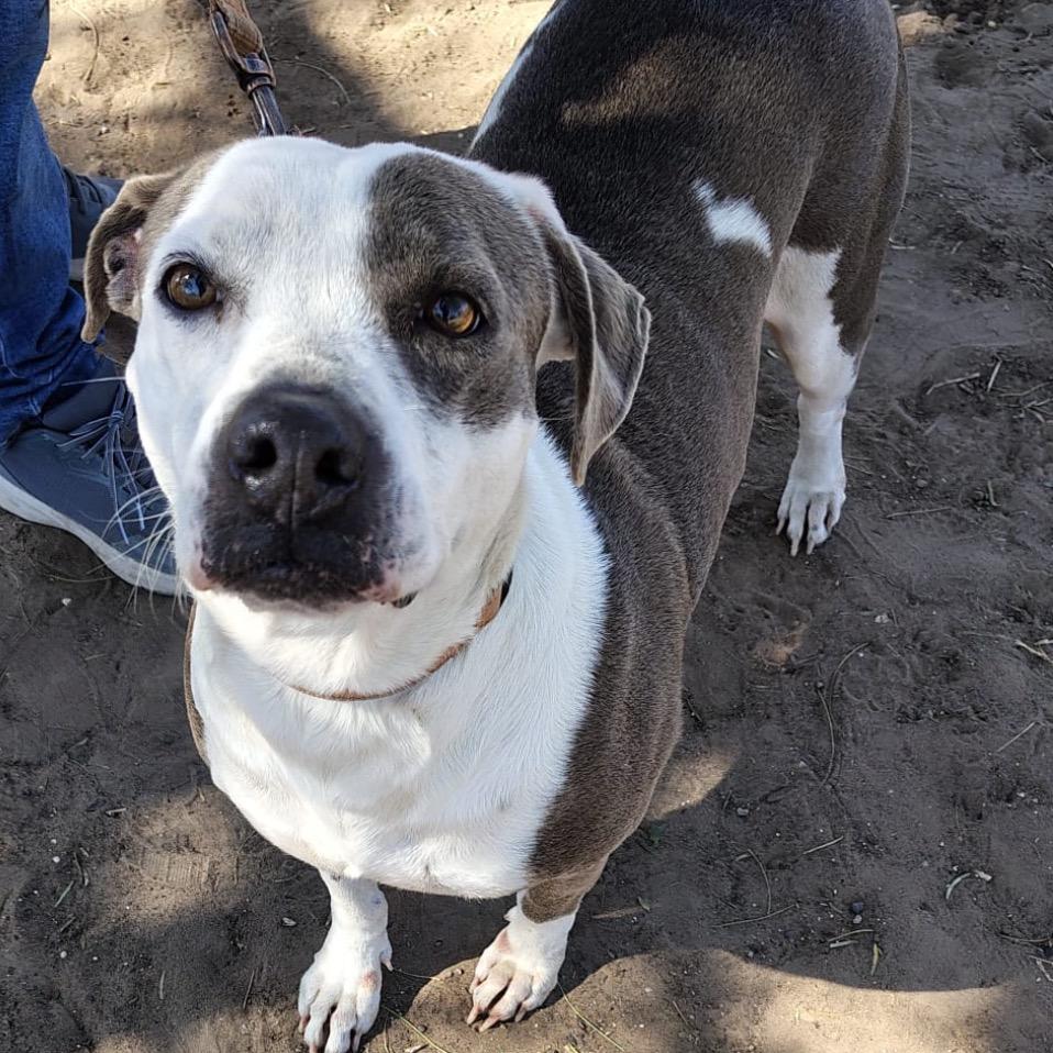 Peppa, Adoptable, Adult Female Pit Bull Terrier.