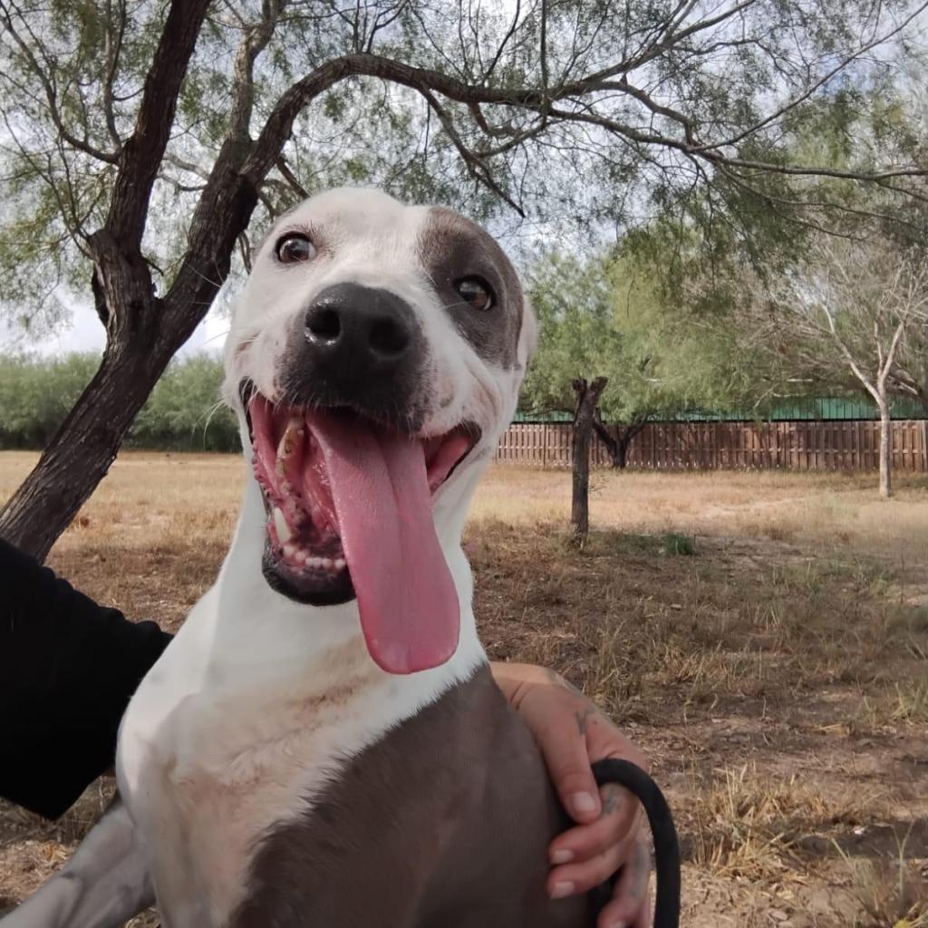 Enlarge Peppa, a Adoptable mixed breed in West Islip, NY image 2/4