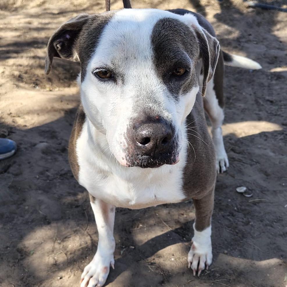 Enlarge Peppa, a Adoptable mixed breed in West Islip, NY image 2/3