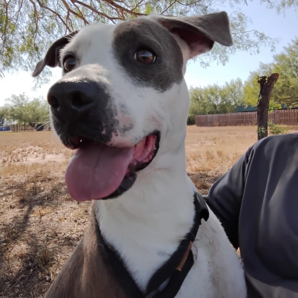 Enlarge Peppa, a Adoptable mixed breed in West Islip, NY image 3/4