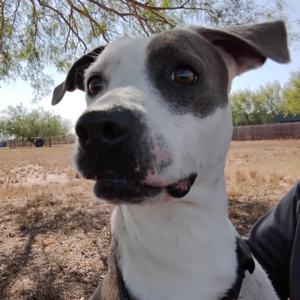 Enlarge Peppa, a Adoptable mixed breed in West Islip, NY image 4/4