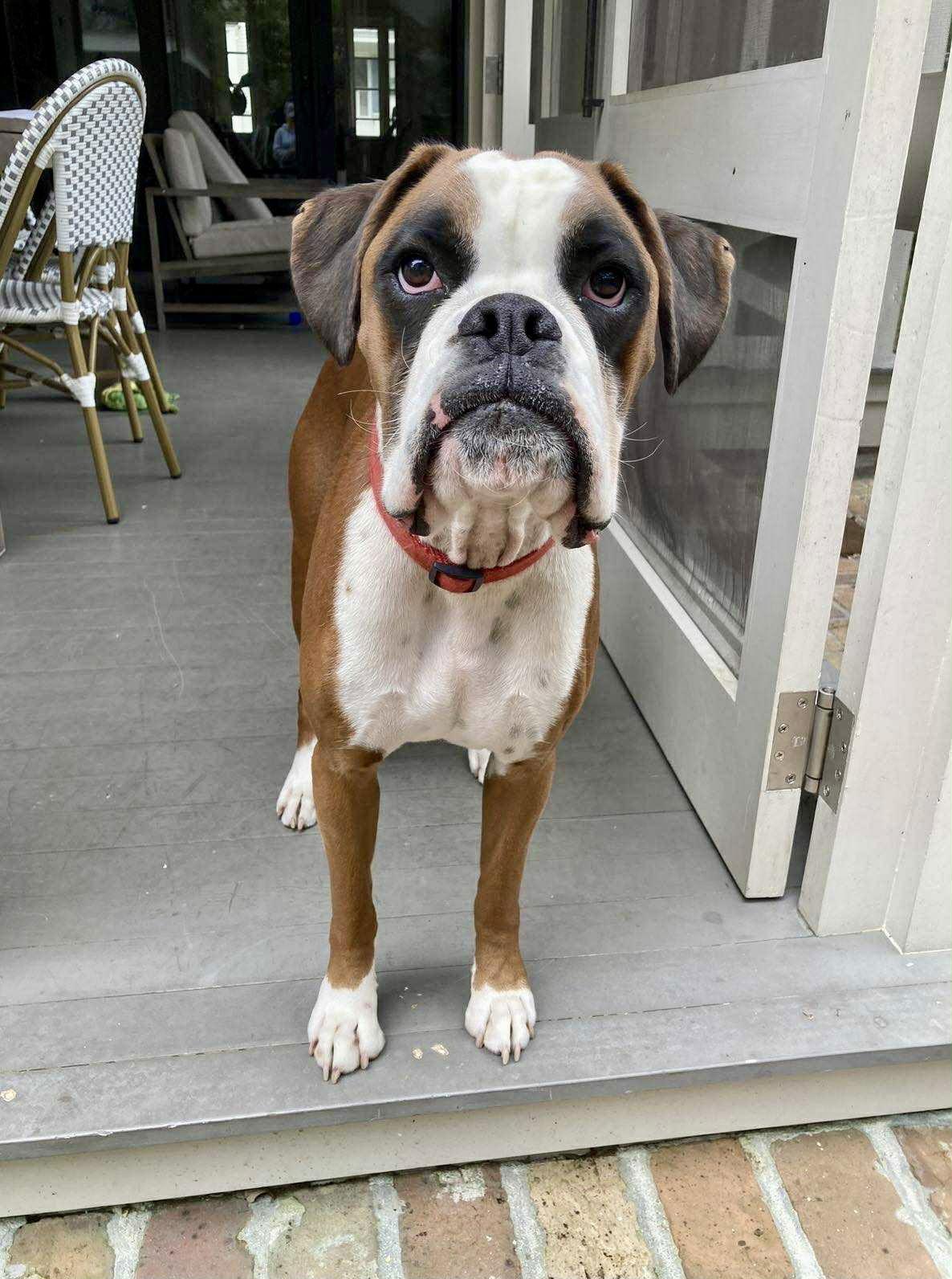 Enlarge Moe, a Adoptable Boxer in Monticello, NY image 1/1