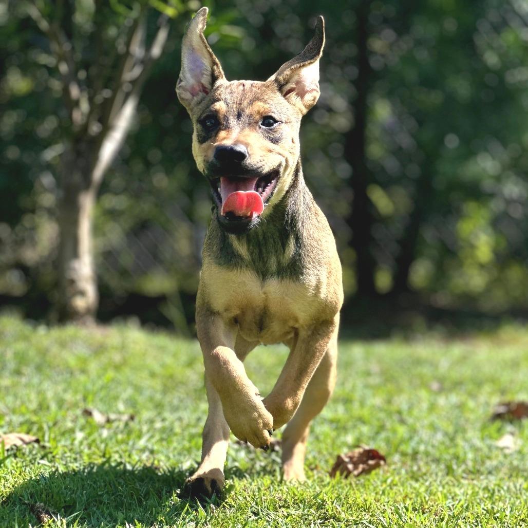 Jewel, Adoptable, Young Female Mixed Breed.