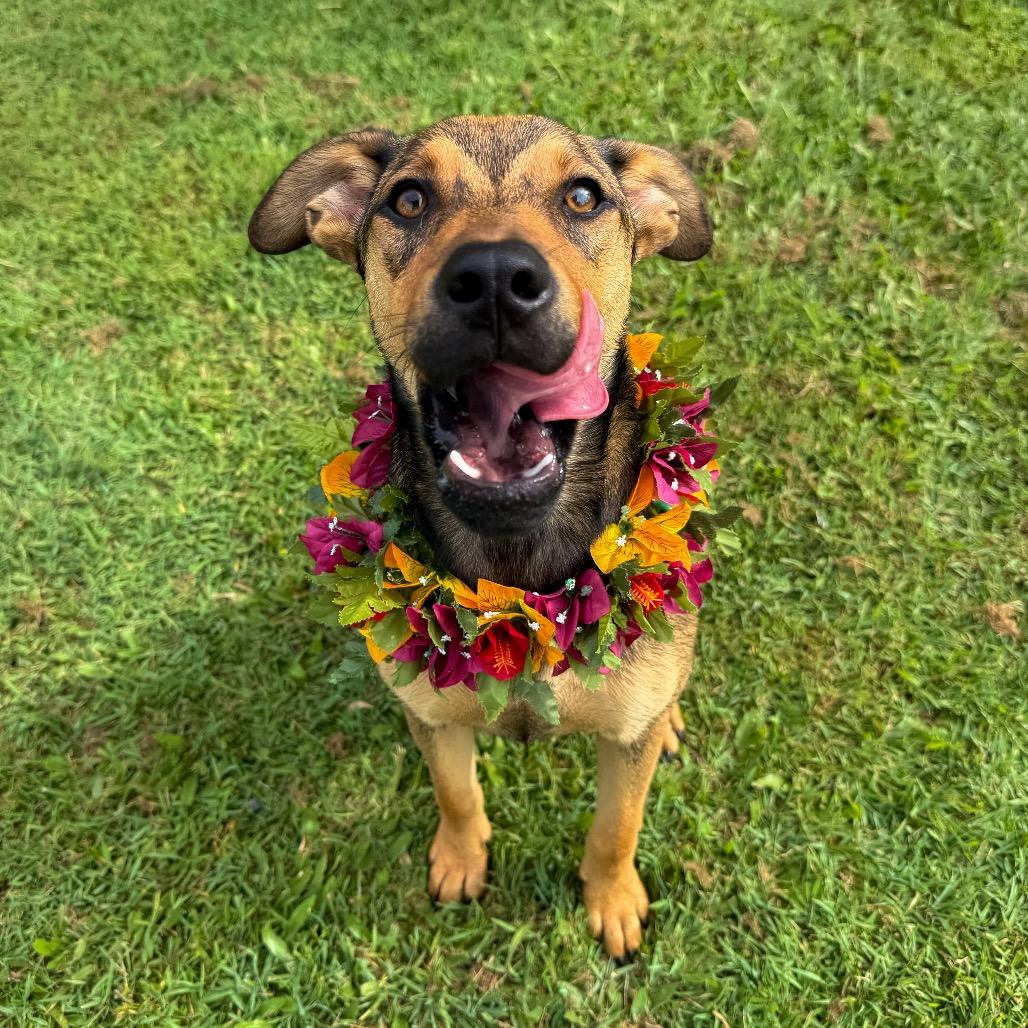 Enlarge Jewel, a Adoptable Mixed Breed in Keaau, HI image 3/6
