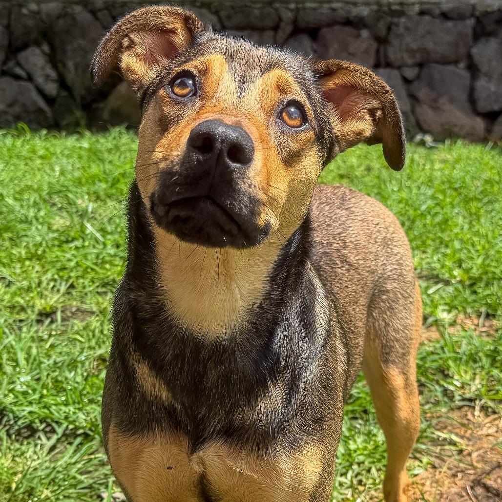 Enlarge Jewel, a Adoptable Mixed Breed in Keaau, HI image 4/6