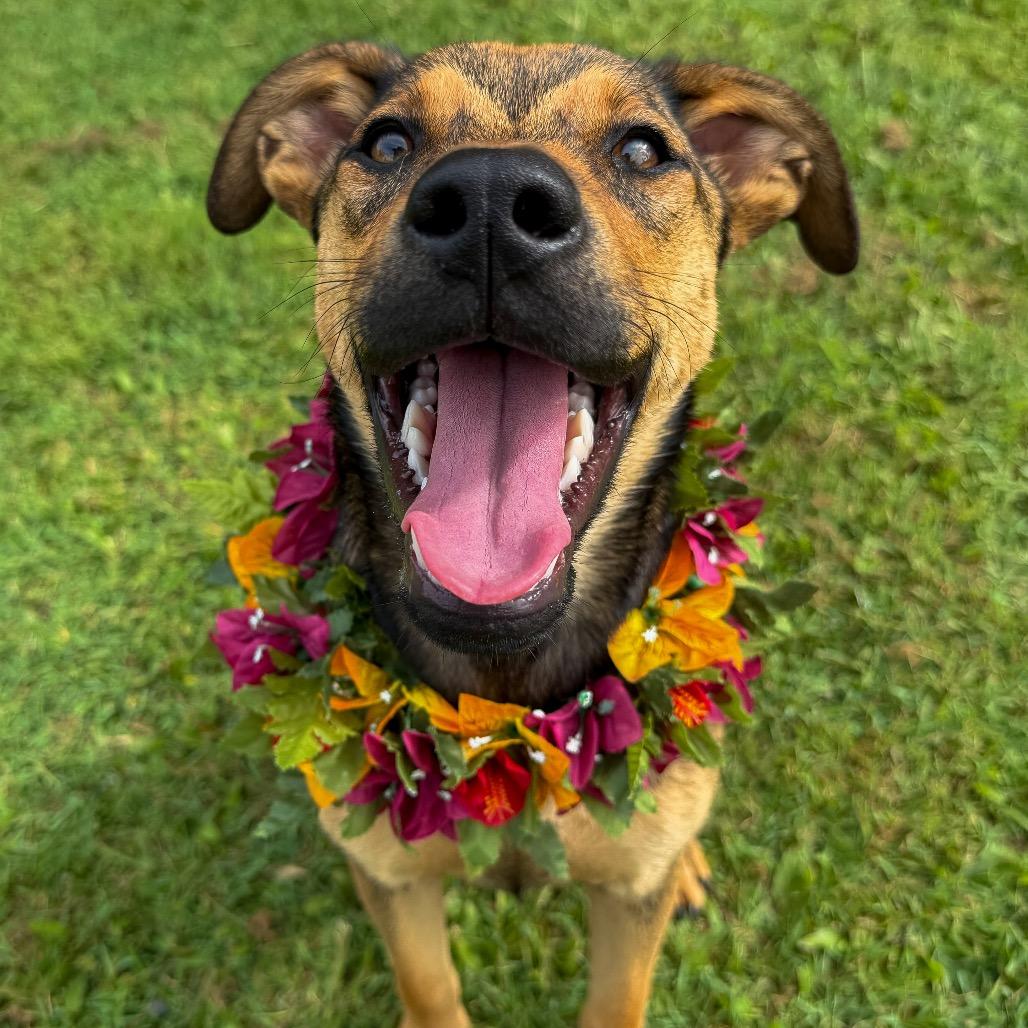 Enlarge Jewel, a Adoptable Mixed Breed in Keaau, HI image 5/6