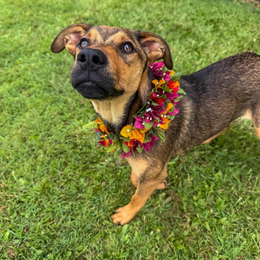 Enlarge Jewel, a Adoptable Mixed Breed in Keaau, HI image 6/6
