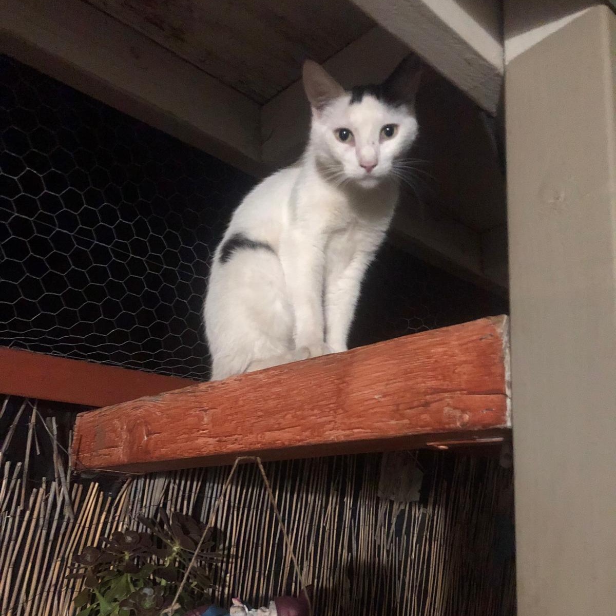 Mr. Gentle Spike photo 2