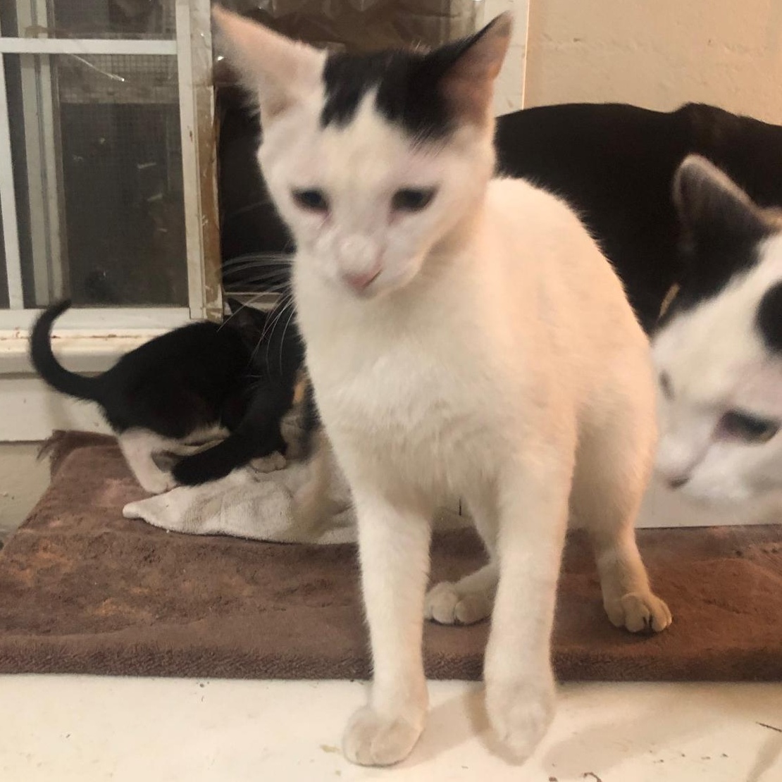 Mr. Gentle Spike, Young Male Japanese Bobtail
