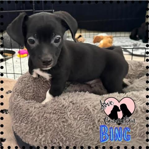 Bing, adopted, Puppy Male Dachshund & Terrier.