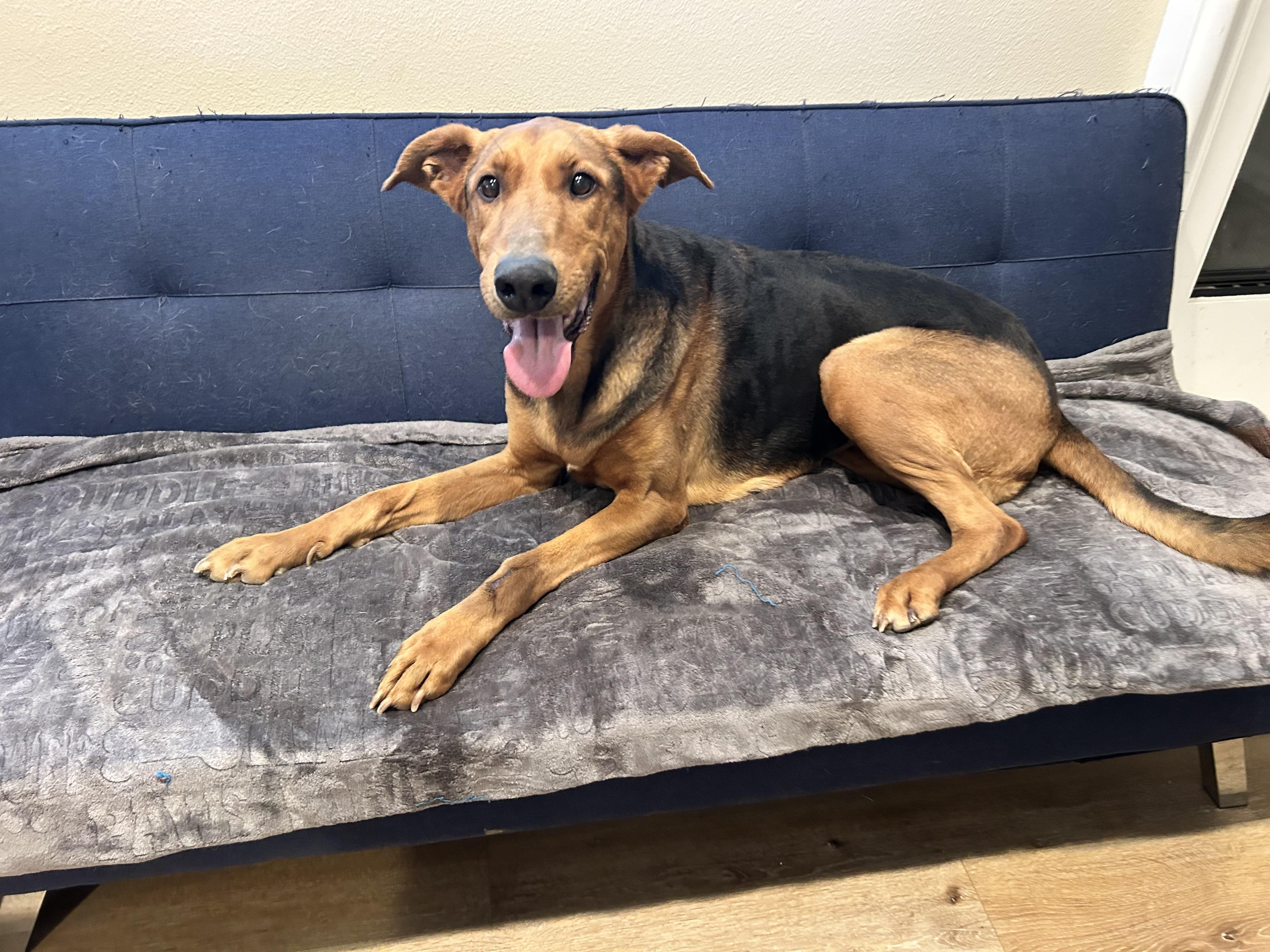 Jackie, a Adoptable mixed breed in Putnam, CT image 4/5