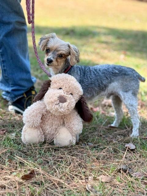 Enlarge Riley, a Adoptable mixed breed in Princeton, MA image 1/3