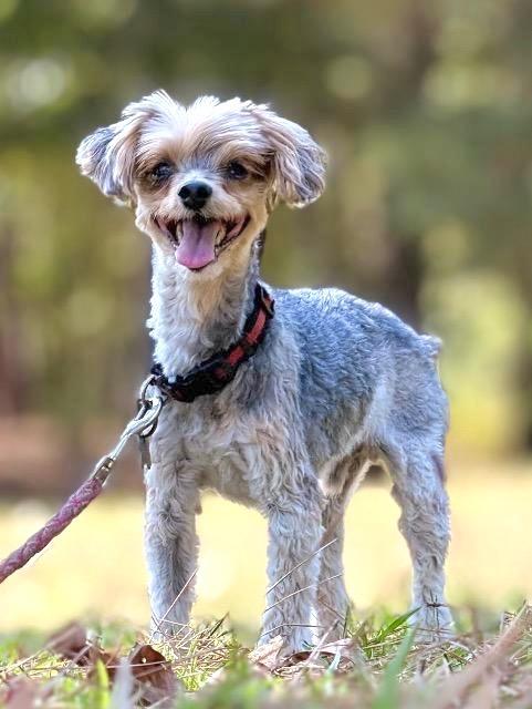 Enlarge Riley, a Adoptable mixed breed in Princeton, MA image 2/3