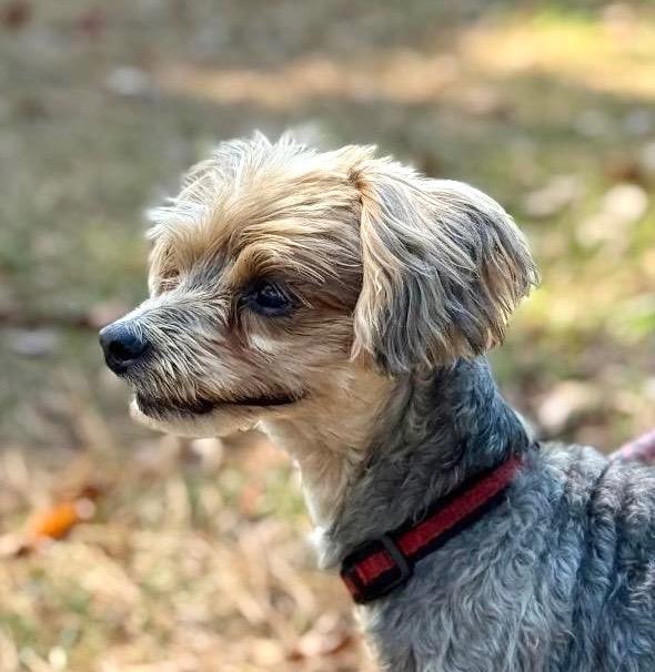 Enlarge Riley, a Adoptable mixed breed in Princeton, MA image 3/3