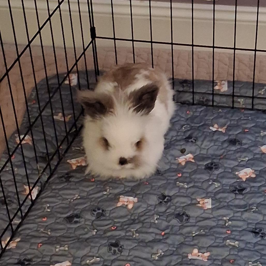 Enlarge Alfalfa, a Adoptable Lionhead in Chattanooga, TN image 1/2