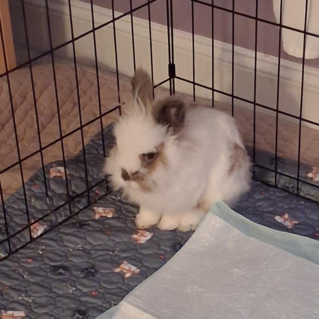 Enlarge Alfalfa, a Adoptable Lionhead in Chattanooga, TN image 2/2