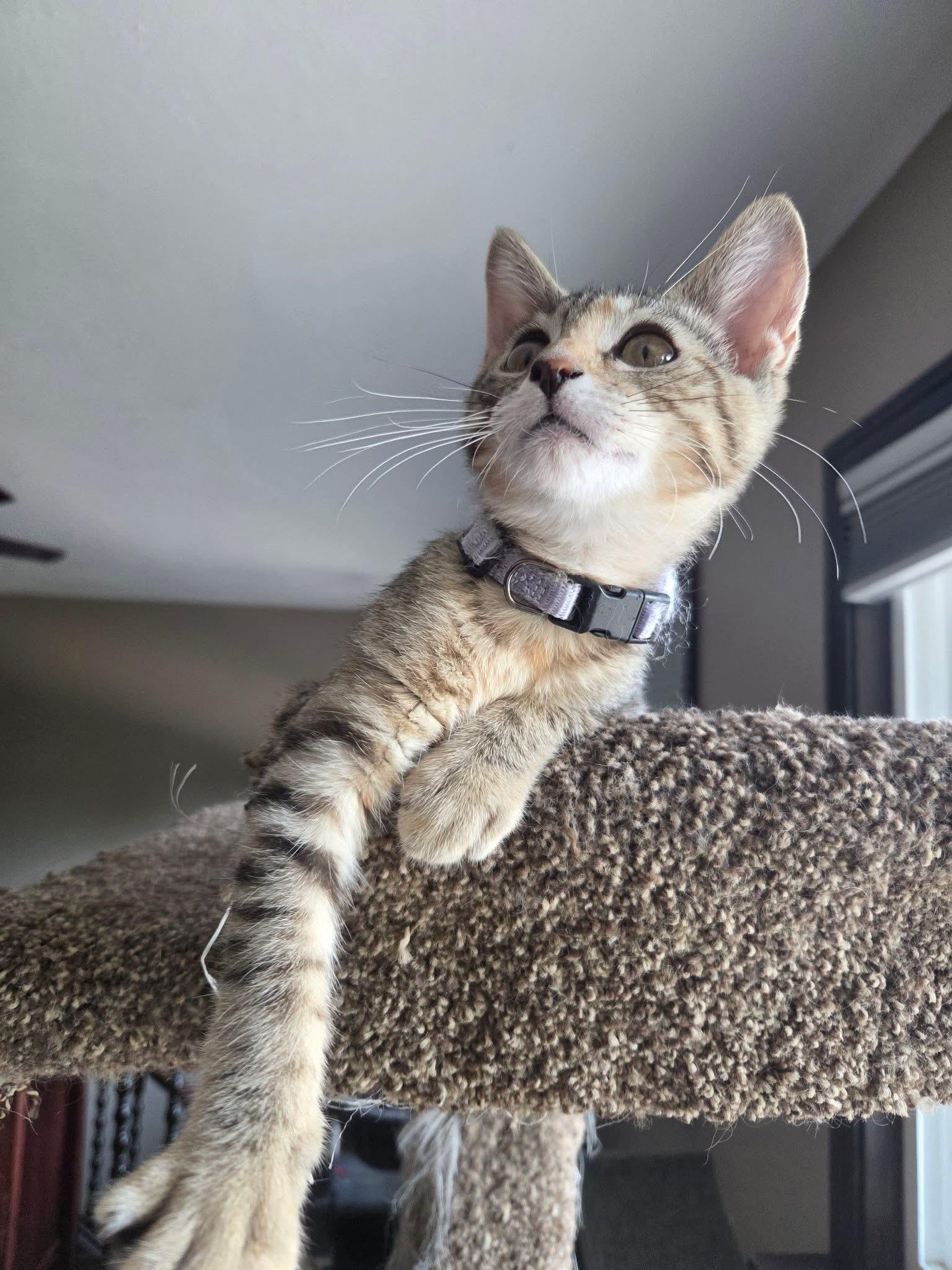Enlarge Mike, a Adoptable Domestic Short Hair in Manhattan, KS image 3/6