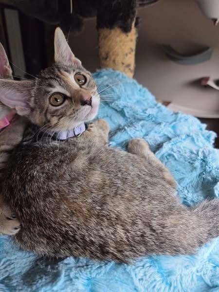 Mike, Adoptable, Kitten Female Domestic Short Hair.